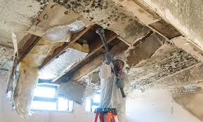 Best Attic Mold Removal  in USA